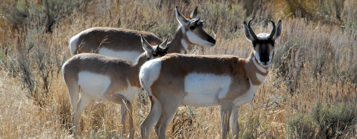 three pronghorn antelope in sagebrush medium shot November 2014