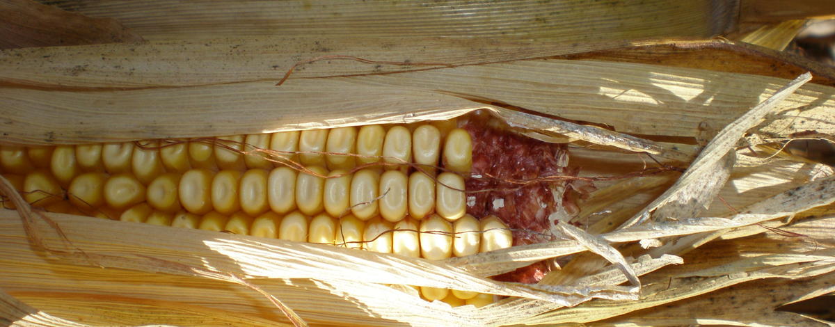 tight shot of corn from deer damage depredation November 2007