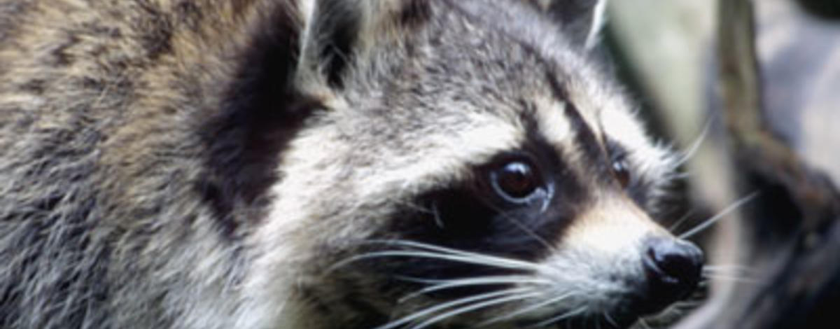 raccoon head shot