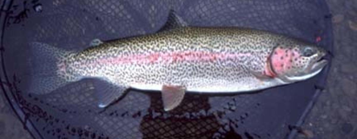 rainbow trout displayed in a net and in water 