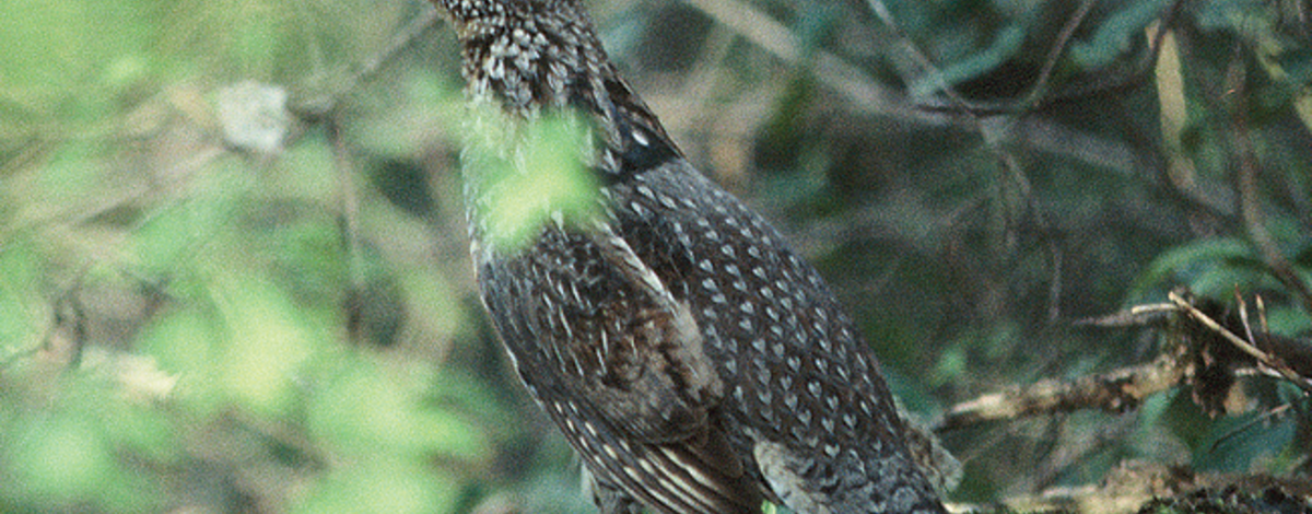 ruffed grouse in brush September 2005