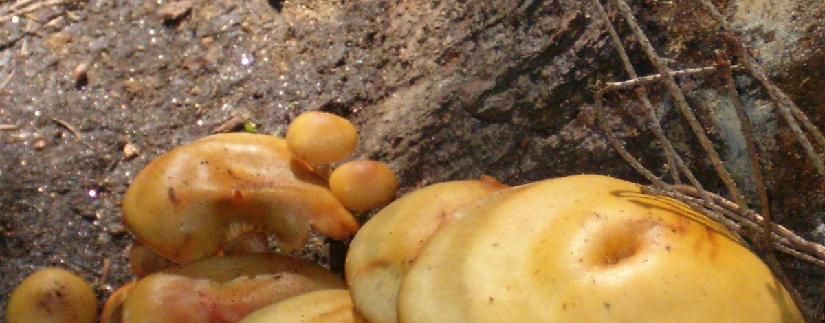 mushrooms near Sage Hen Creek September 2008