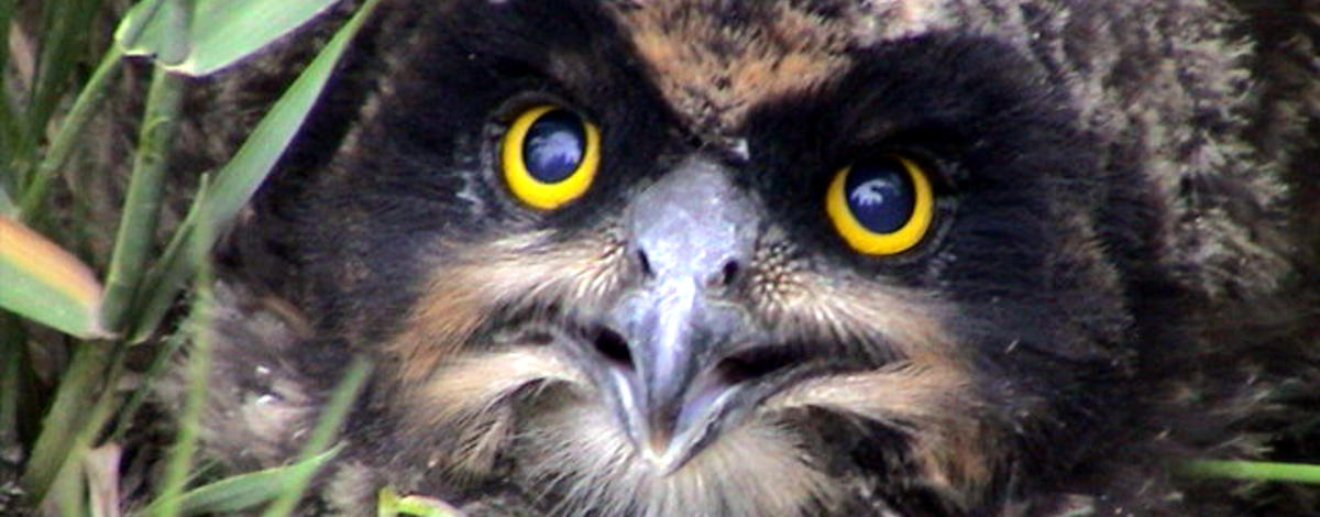 short eared owl chick head shot