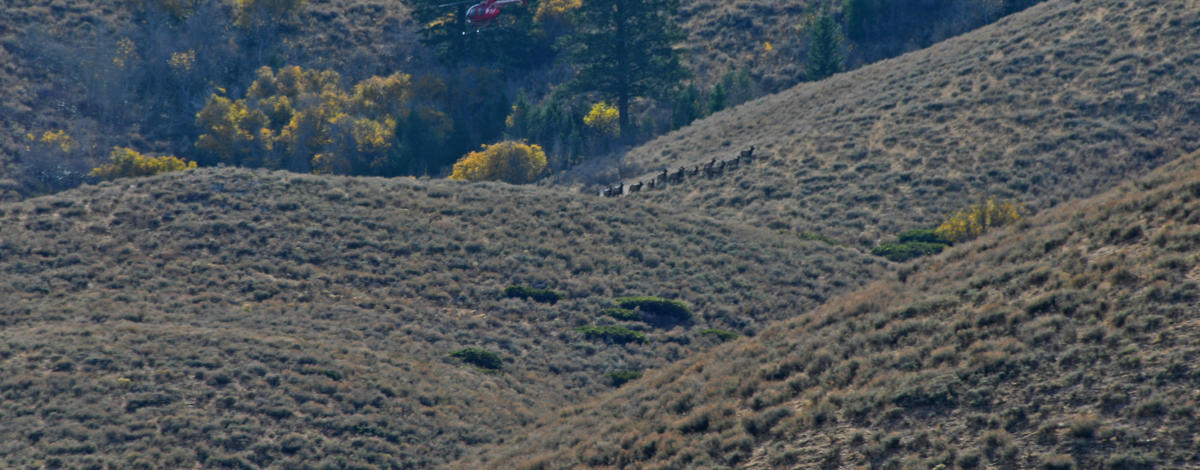 small_herd_of_elk_with_helicopter