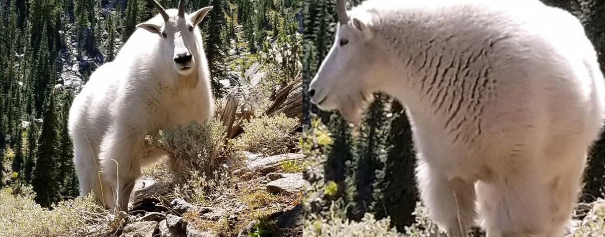 snowbank_goat_2018_c