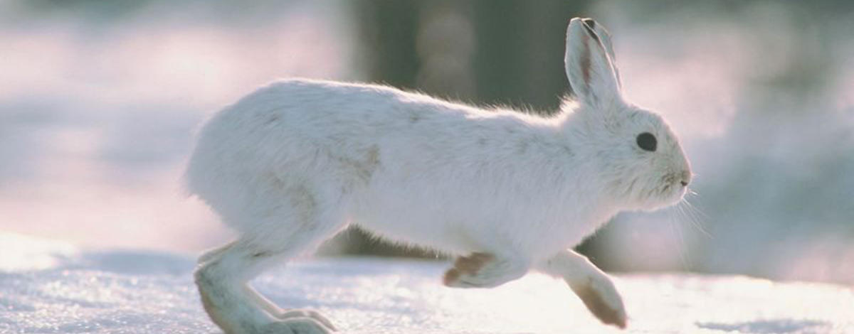 snowshoe hare in snow November 2013