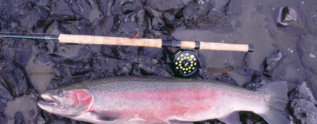 steelhead and fly pole