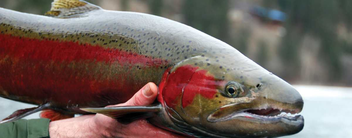 Not all hatchery steelhead are adipose-clipped
