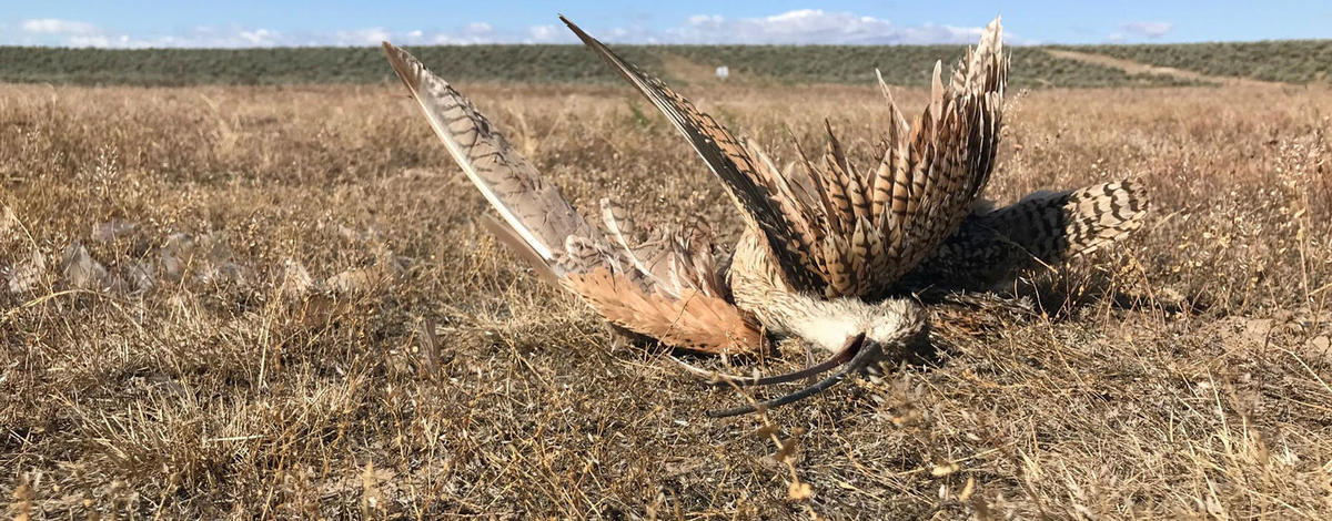 shot-curlew-on-birds-of-prey-nca-june-2018