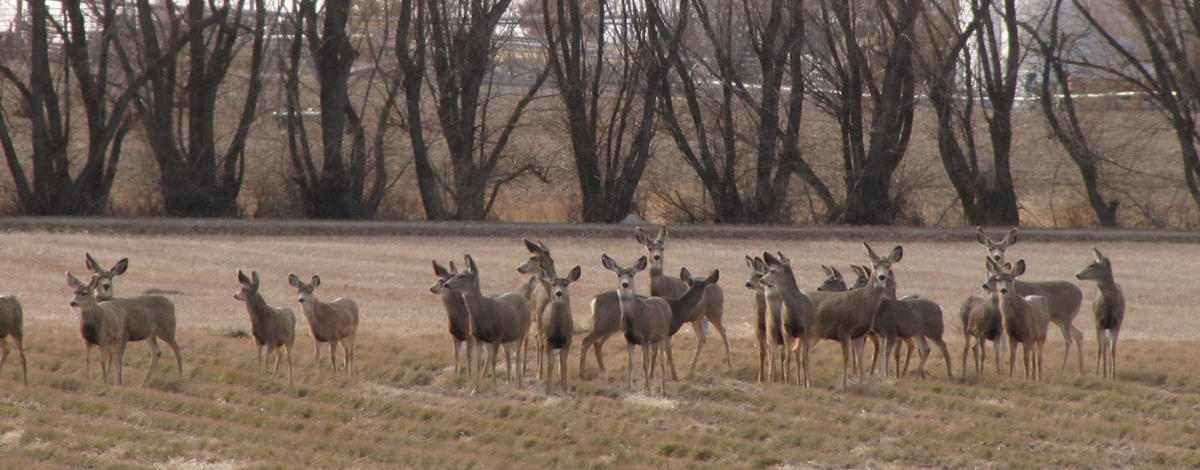 Deer at the Sterling WMA