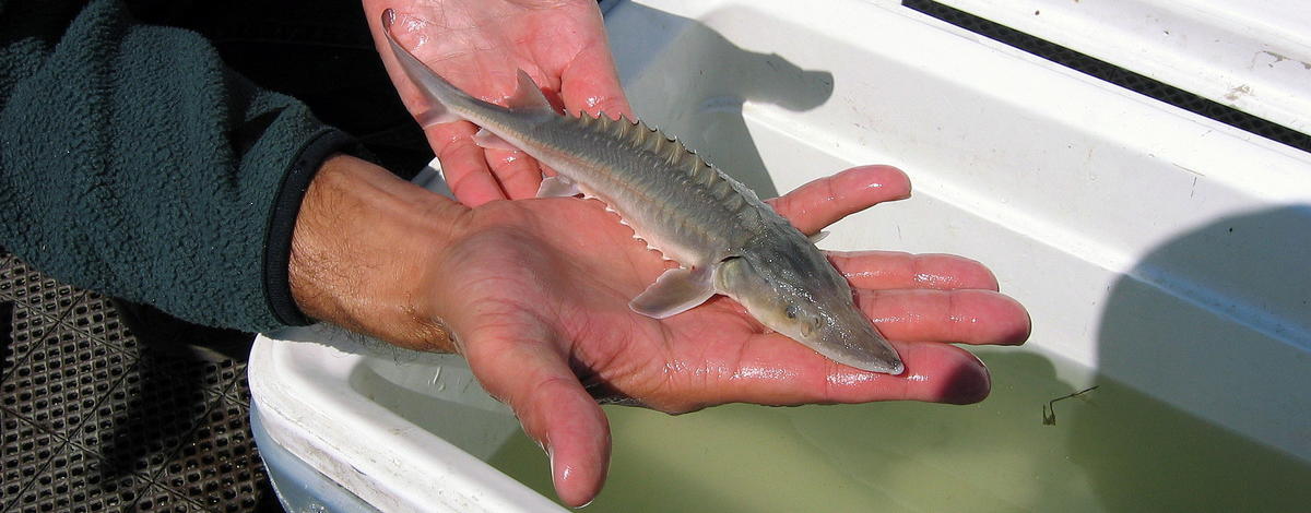 A juvenile sturgeon collected from the middle Snake River