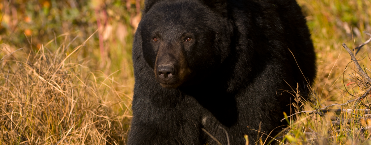 black bear in Fall brush October 2009