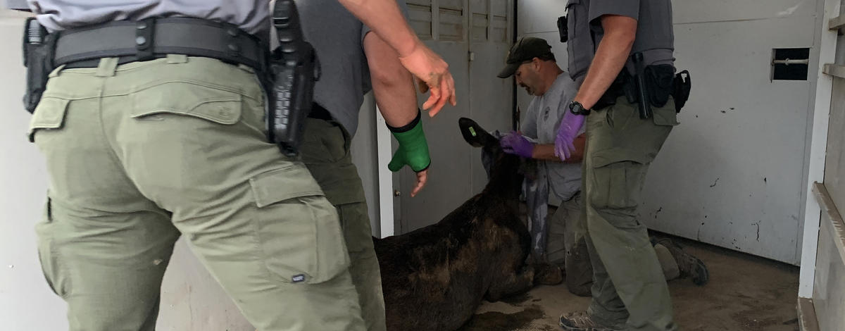 twin_falls_moose_loaded_in_horse_trailer_may_2020