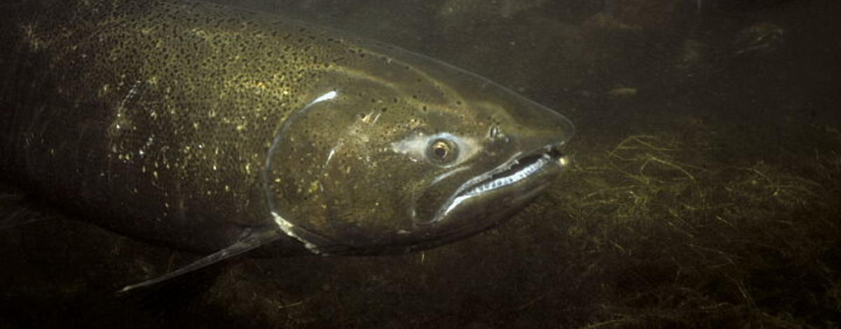 Red River Wildlife Management Area WMA chinook salmon underwater shot