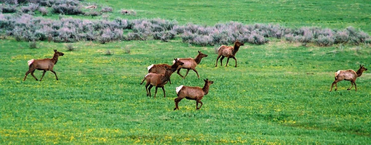  medium shot of a herd of elk running in grass off US 20 