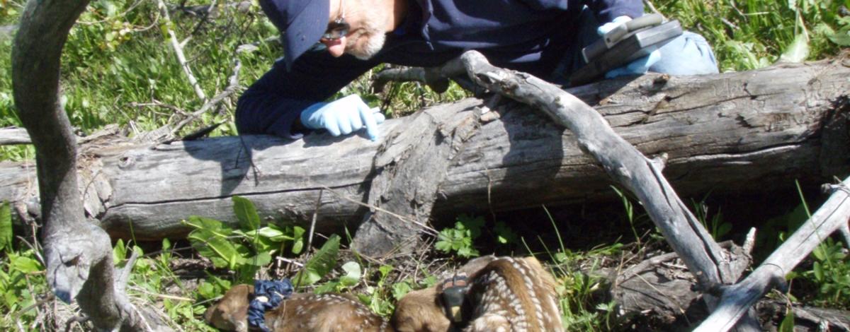  mule deer fawn capture  June 2010