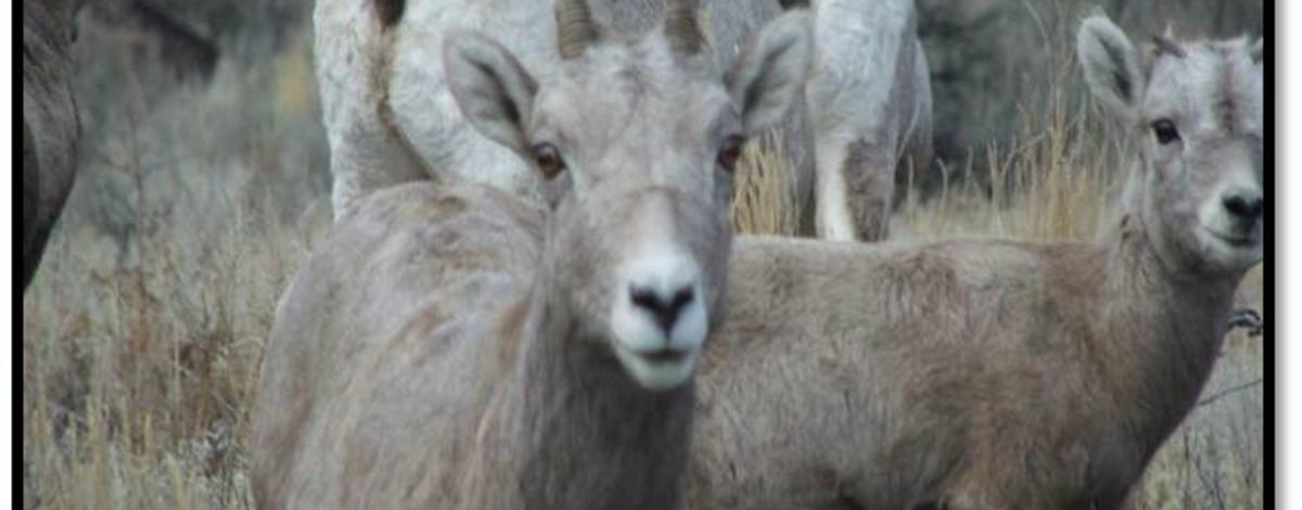 bighorn sheep and lamb