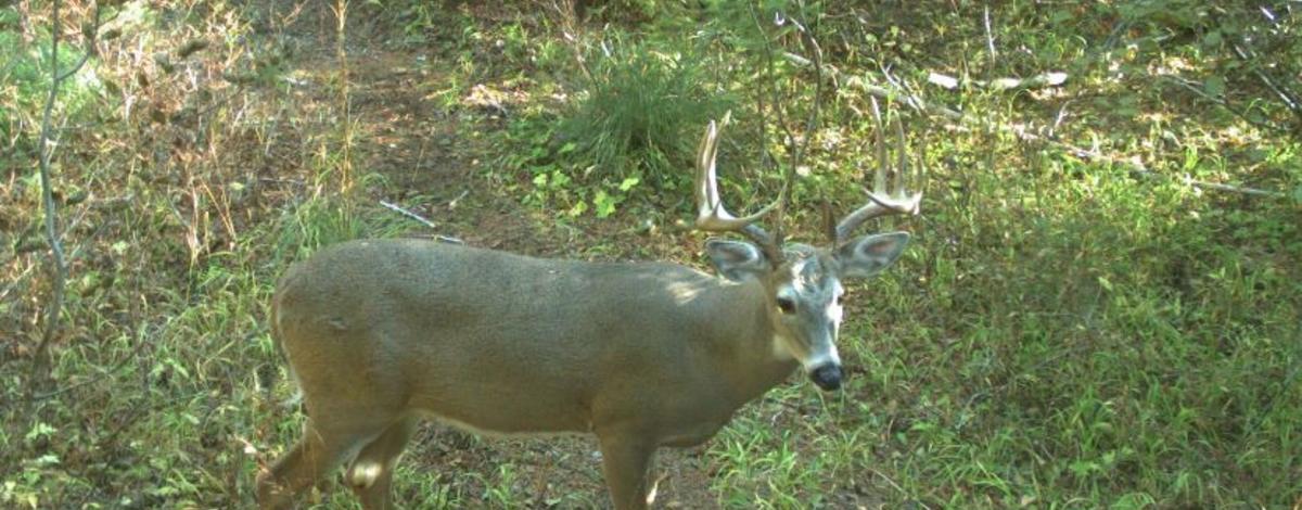 white-tailed_deer_buck_game_camera