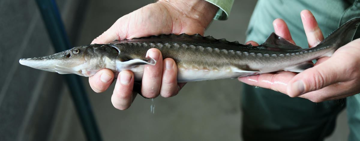 white_sturgeon_niagara_springs_hatchery