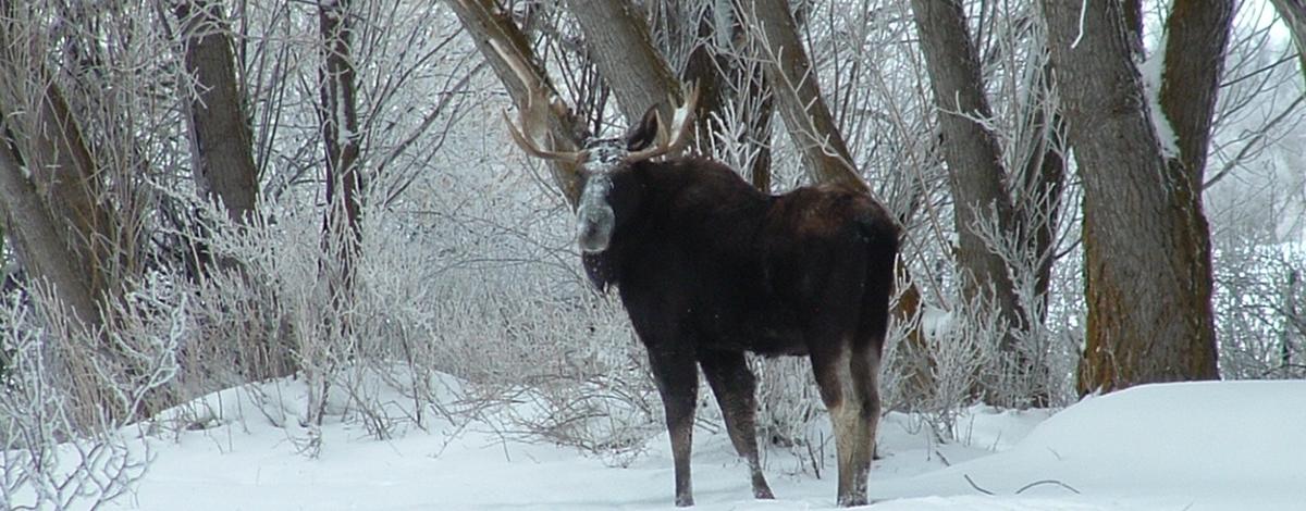 urban wildlife bull moose in snow behind a fence January 2011