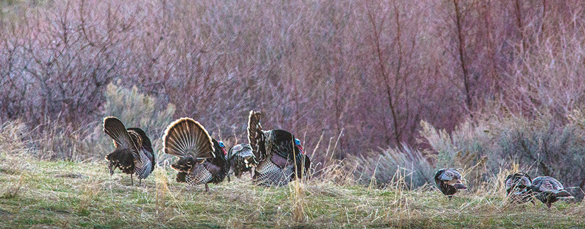 wild_turkey