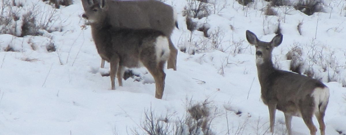 Wintering mule deer at Andrus WMA Wildlife Management Area in deep Winter snow