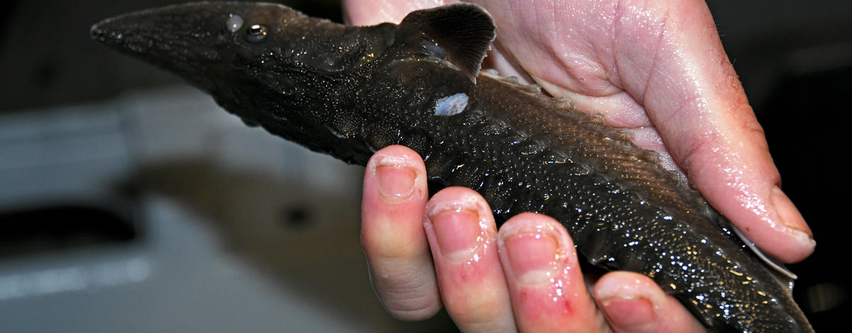 year_one_sturgeon_marked_with_scute_removed