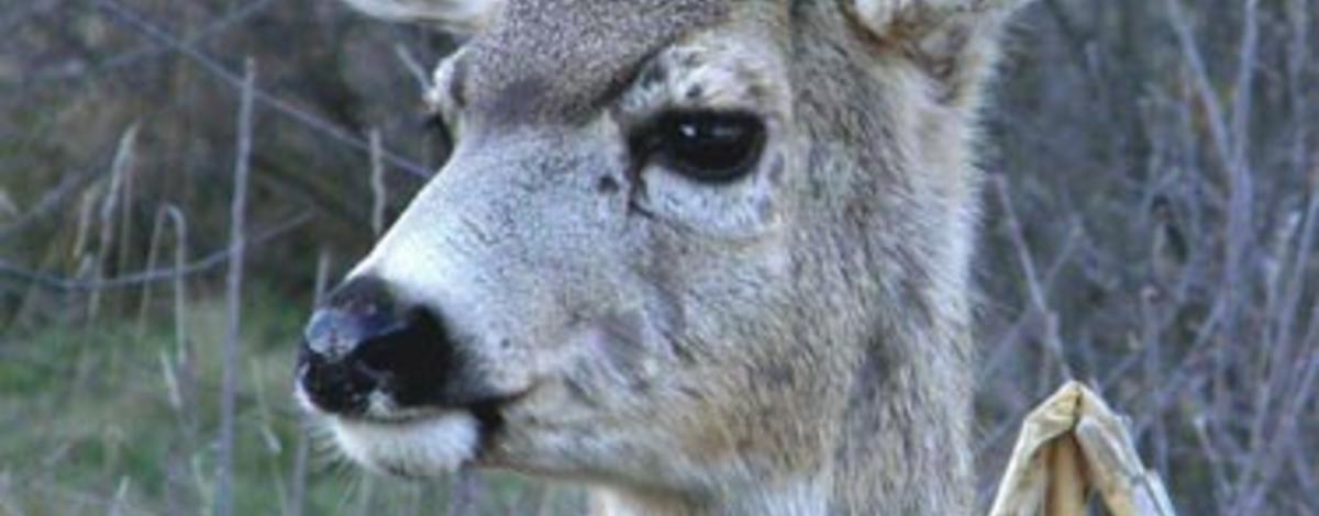 yearling mule deer at the MK Nature Center by Tony Attanasio head shot