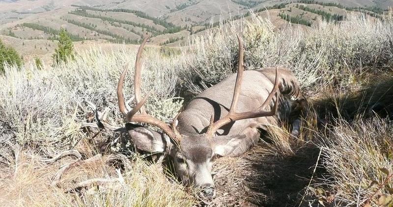 a hunter's mule deer buck in sagebrush
