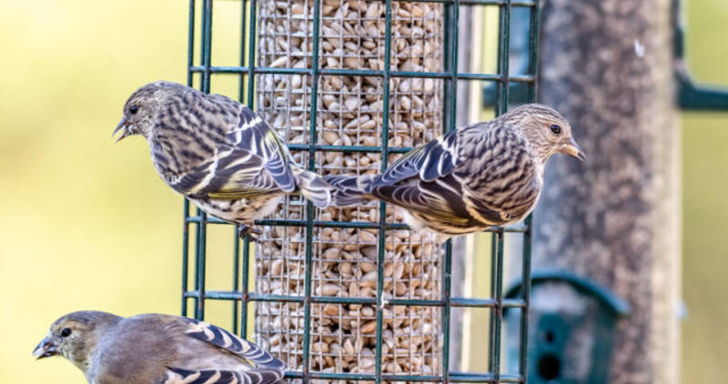 Pine Siskins on feeder