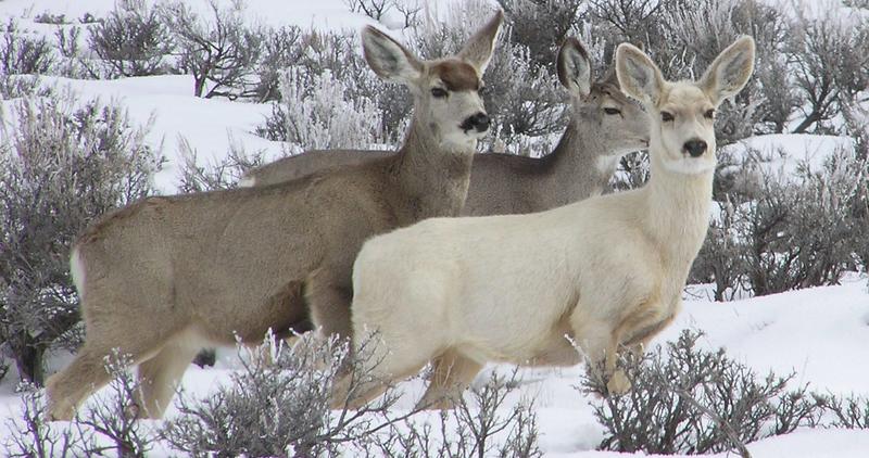 blonde_deer_bear_lake_05b