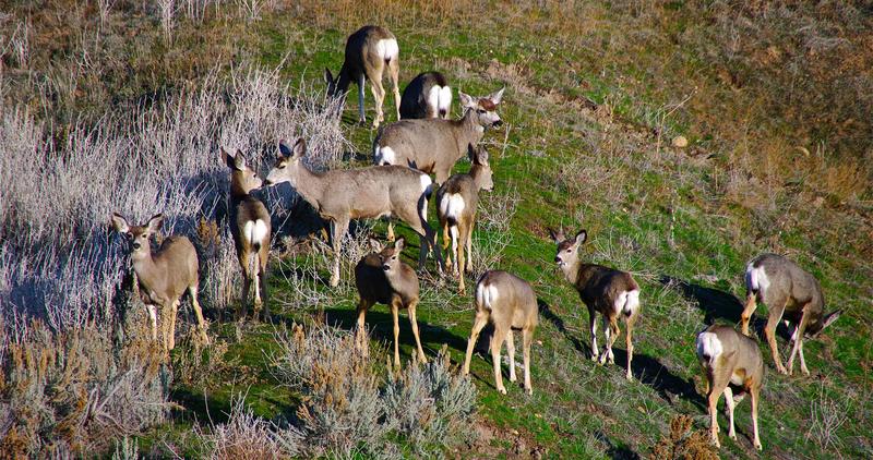 medium shot of a mule deer herd in the BRWMA Boise River Wildlife Management Area February 2010