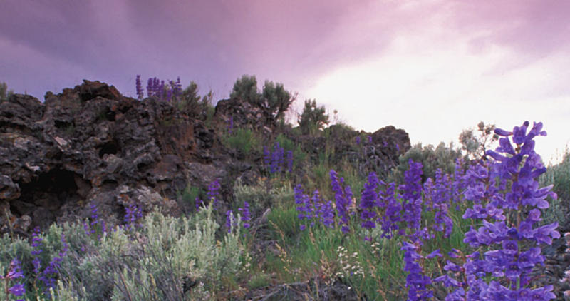 Desert lavarock and native flowers