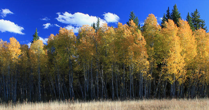 Quaking aspen / Photo by Mike Demick