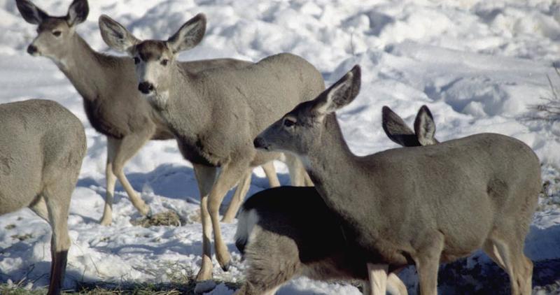 herd of mule deer eating alfalfa in snow during Winter feeding 