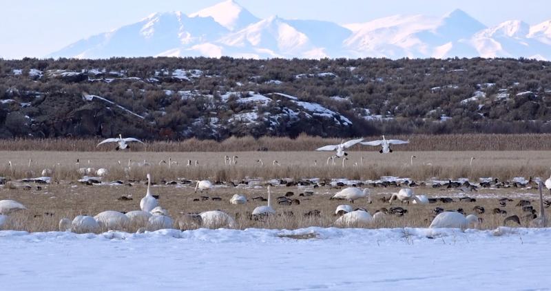 Upper Snake Region | Idaho Fish And Game