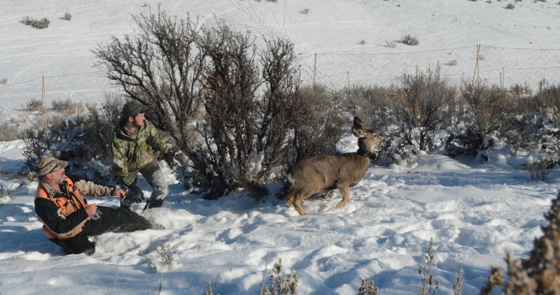  collared mule deer being released from the deer capture at Blacks Creek January 2017 medium shot