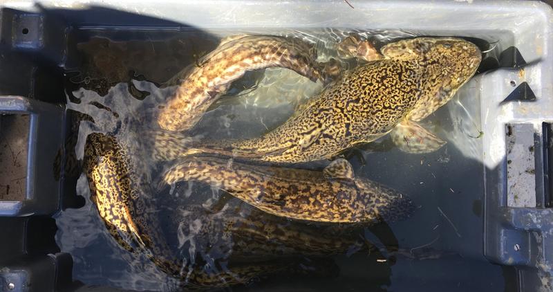Burbot from the Kootenai River