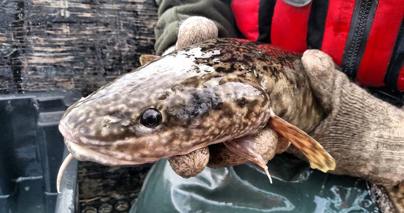 Adult Burbot collected from the Kootenai River