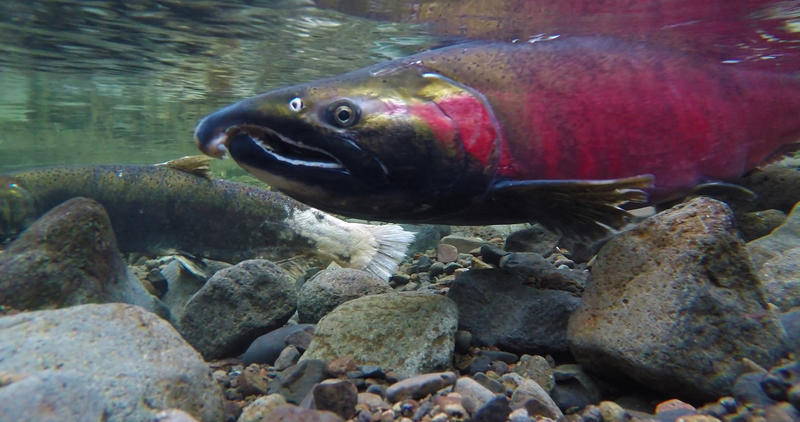 Coho underwater