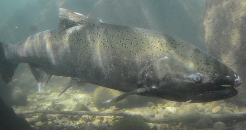 Chinook salmon
