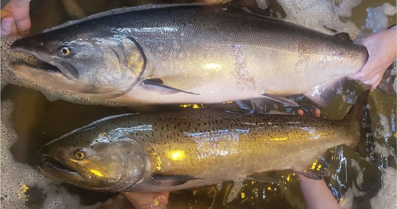 fall vs summer chinook photo