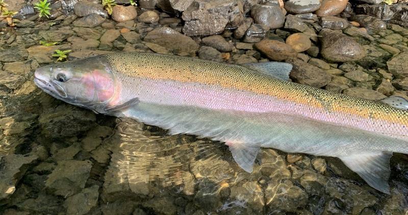 steelhead in stream