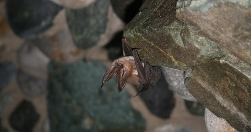 A Townsend's Big-eared bat roosts in an abandoned mine.