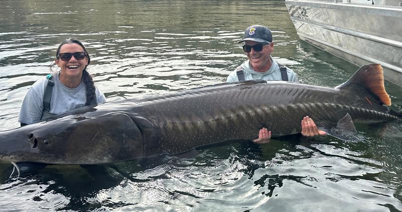 Large sturgeon sampled from Hells Canyon