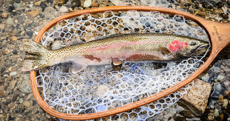USR steelhead in net - March 2024