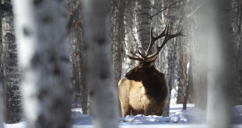 bull elk standing in snow