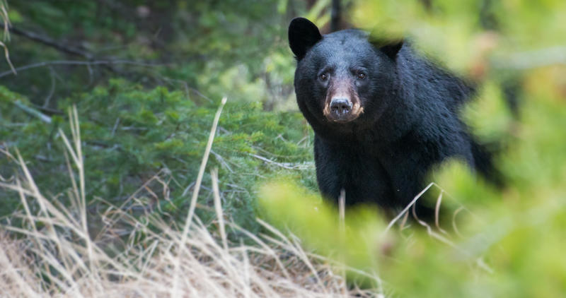 black bear in forest