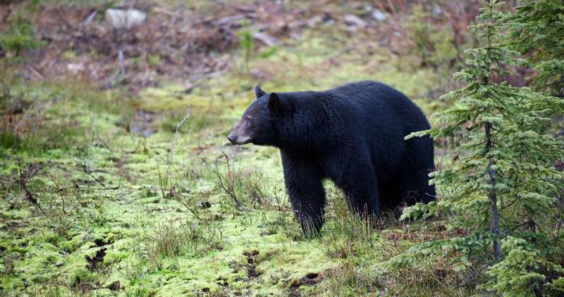 A black bear in a grassy meadow