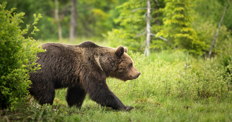 Grizzly Bear walking through green meadow